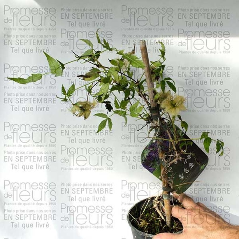 Example of Clématite - Clematis Spiky Pot de 2L/3L as you get