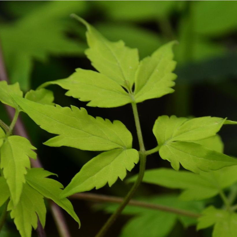 Clématite - Clematis alpina Stolwijk Gold (Foliage)