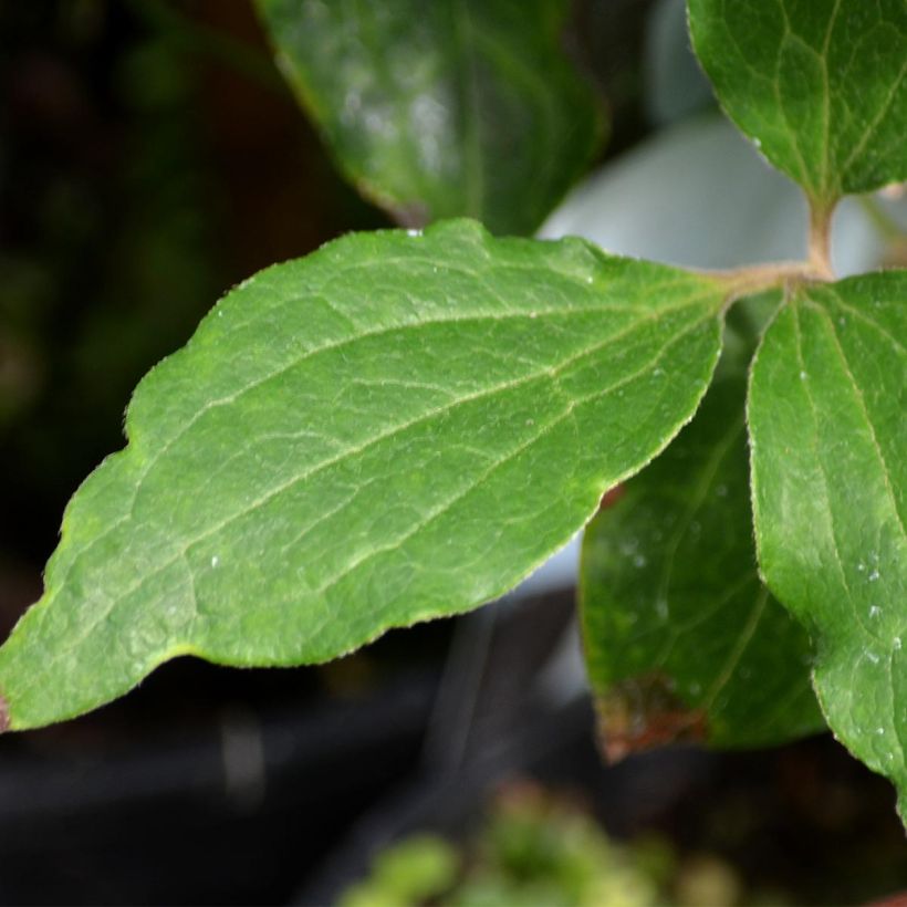 Clématite - Clematis The Bride (Foliage)