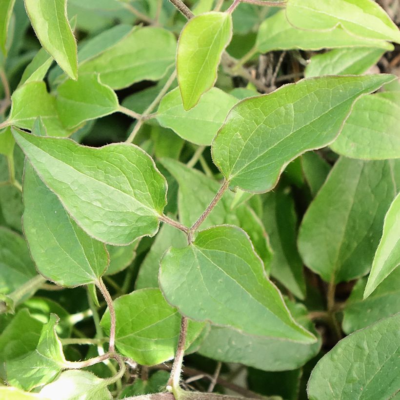 Clématite Tranquilite (Foliage)