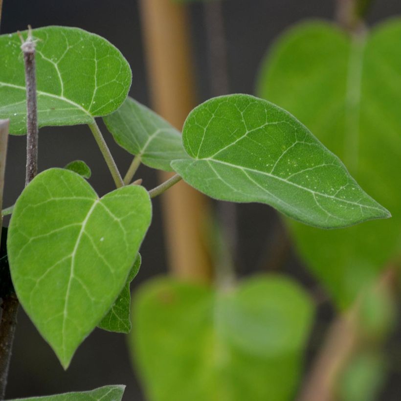 Clématite - Clematis Venosa Violacea (Foliage)