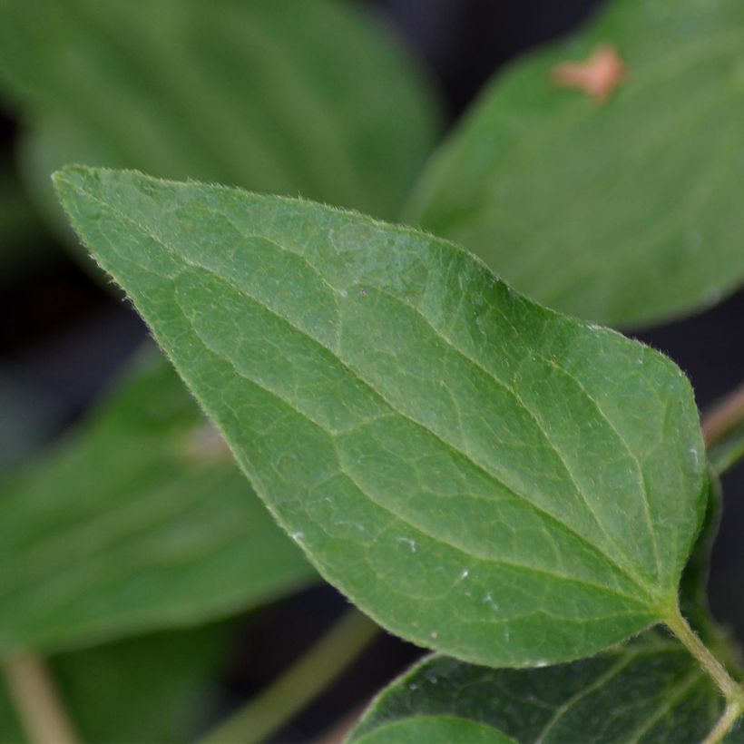 Clématite - Clematis Violet Elisabeth (Foliage)