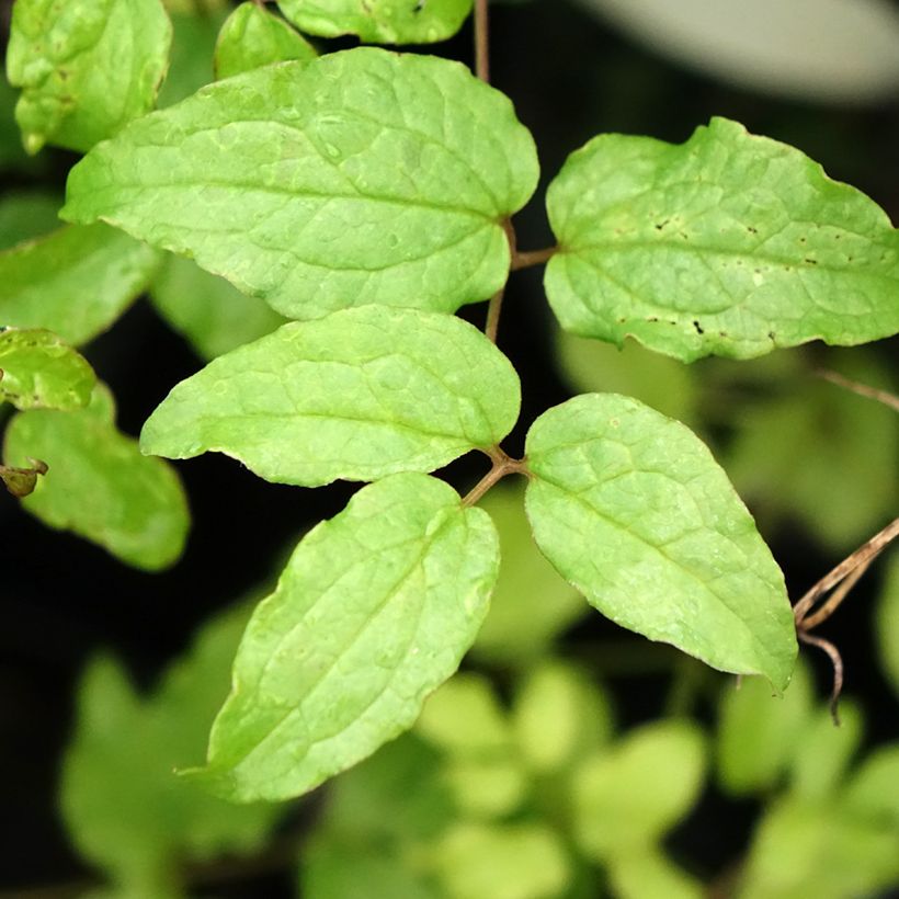 Clématite viticella Dark Eyes (Foliage)
