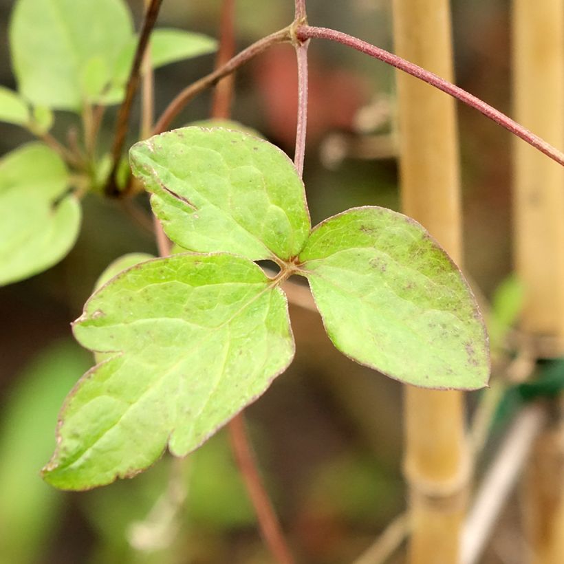 Clématite viticella John Howells (Foliage)