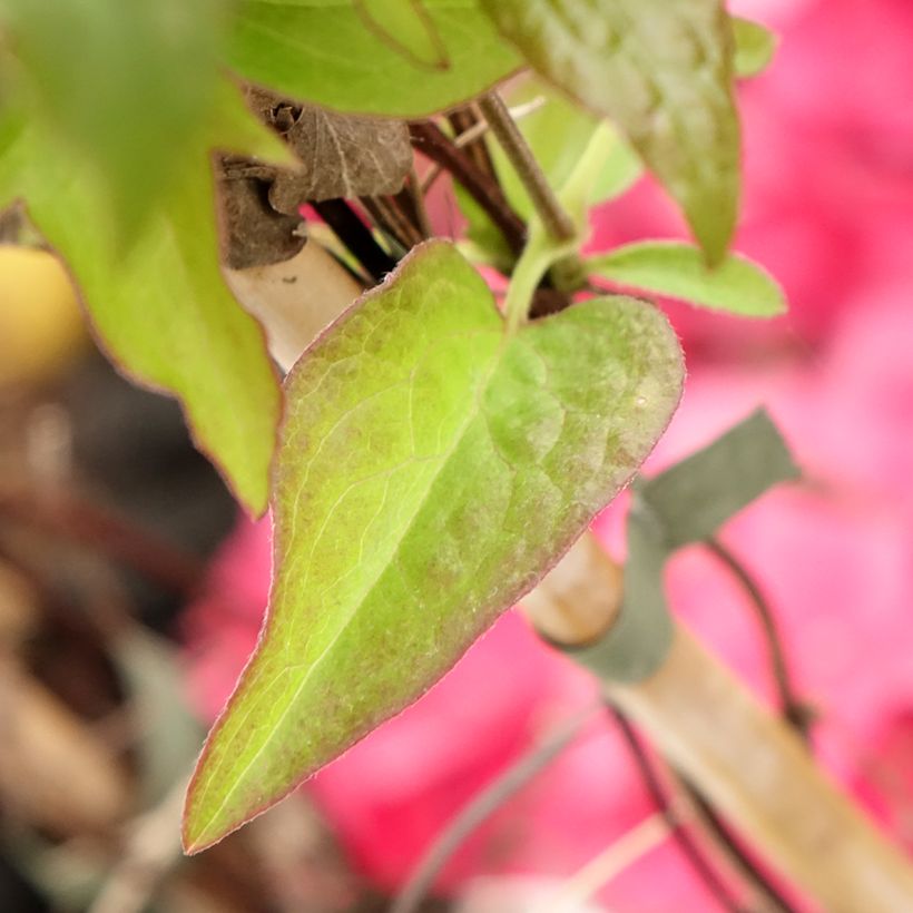 Clématite Viva la Vida (Foliage)