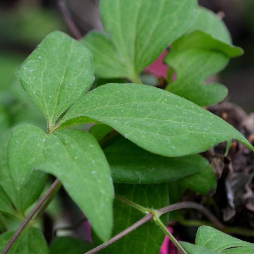 Clématite - Clematis Westerplatte (Foliage)