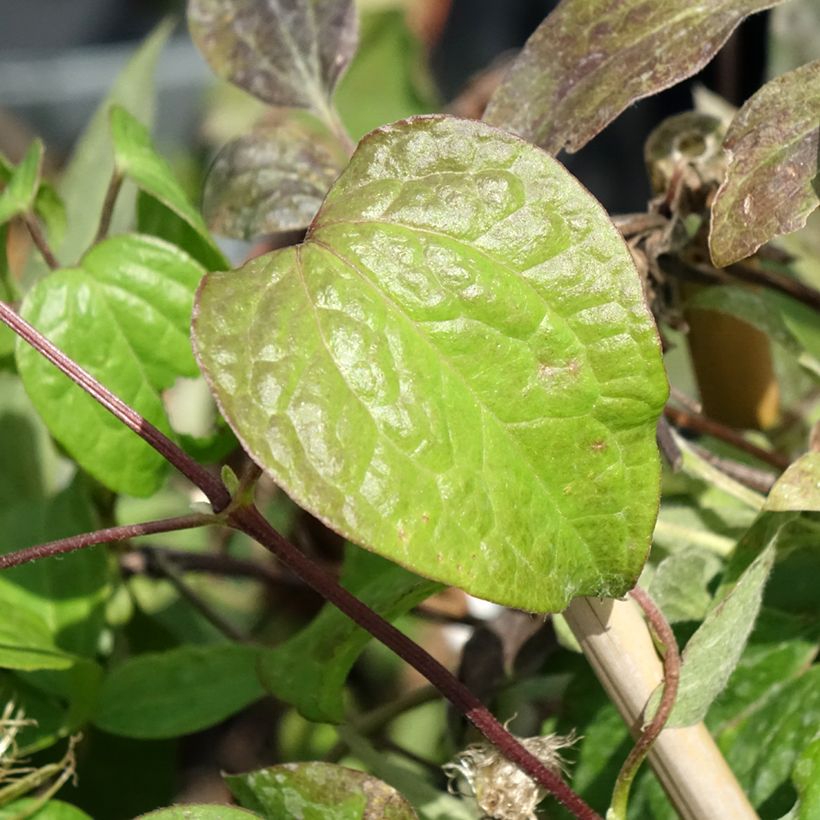 Clématite Wildfire (Foliage)