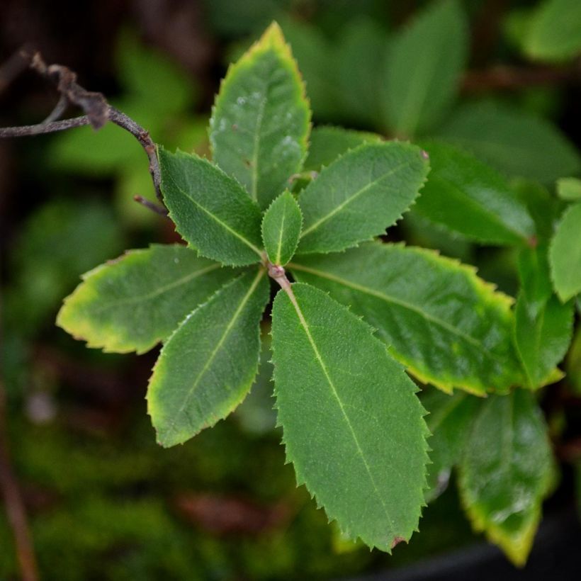 Clethra barbinervis - Clèthre du Japon (Foliage)