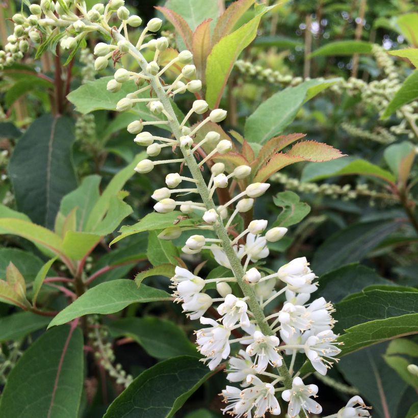 Clethra barbinervis Great Star (Flowering)