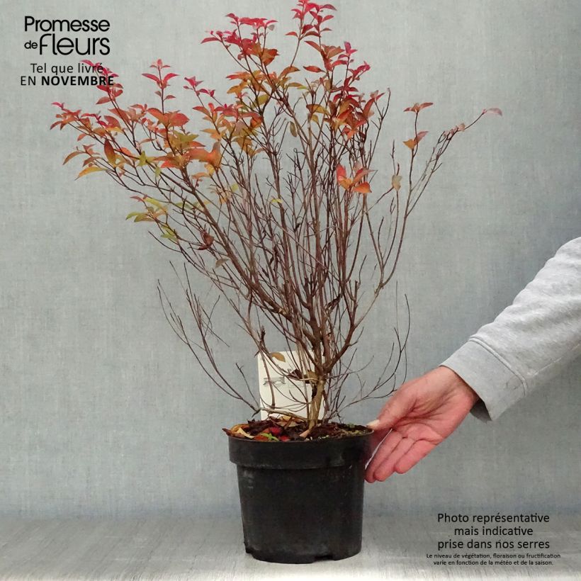 Example of Clethra barbinervis - Clèthre du Japon Pot de 3L/4L as you get in automne