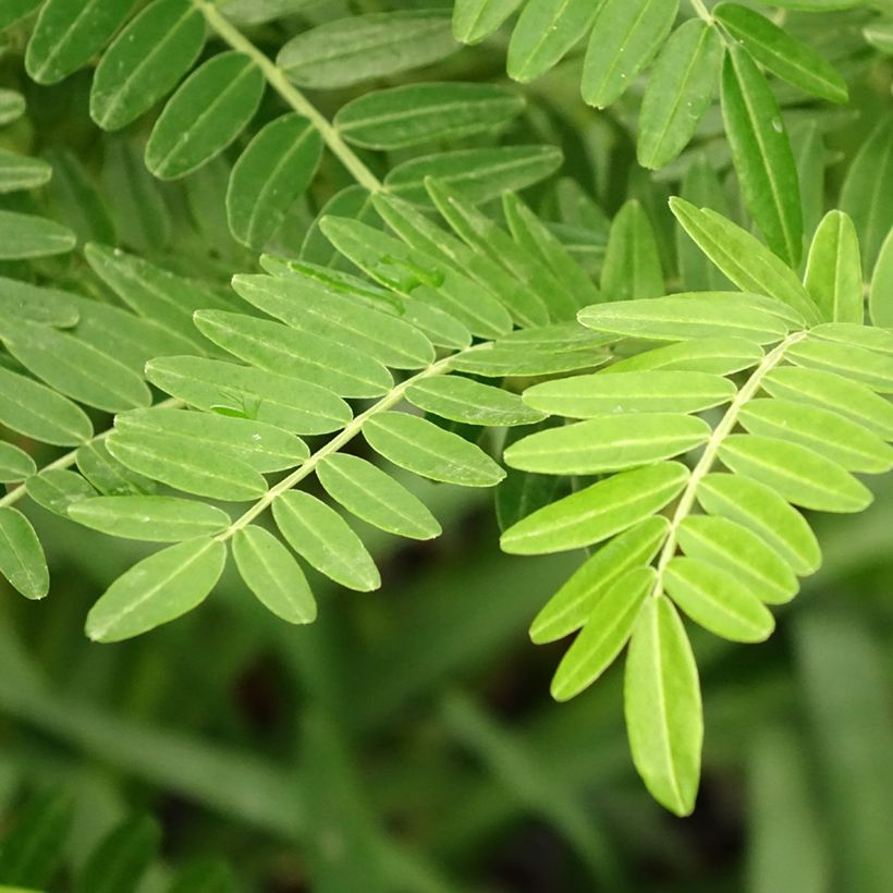 Clianthus puniceus Kaka King - Pince de Homard (Foliage)