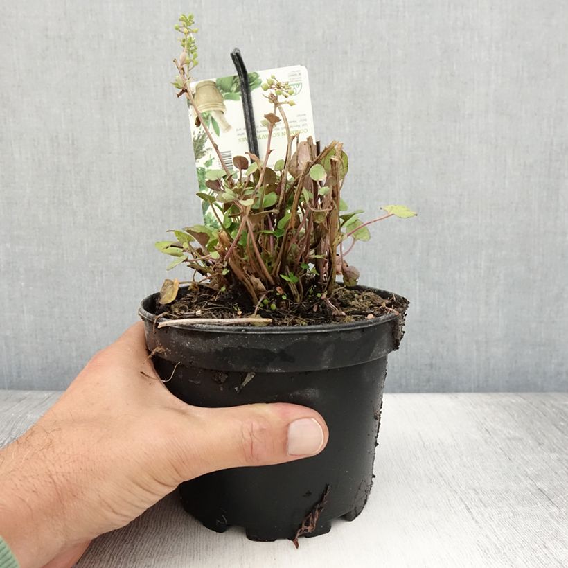 Example of Cochléaire officinale - Cochlearia officinalis Pot de 1,5L/2L as you get in ete