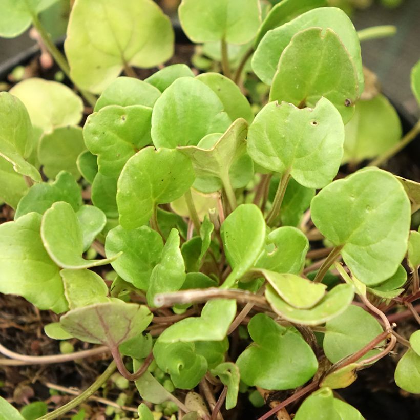 Cochléaire officinale - Cochlearia officinalis (Foliage)