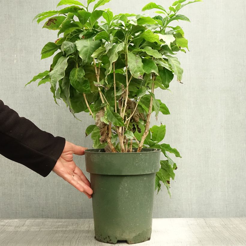 Example of Coffea arabica - Caféier Pot de 6L/7L as you get in automne