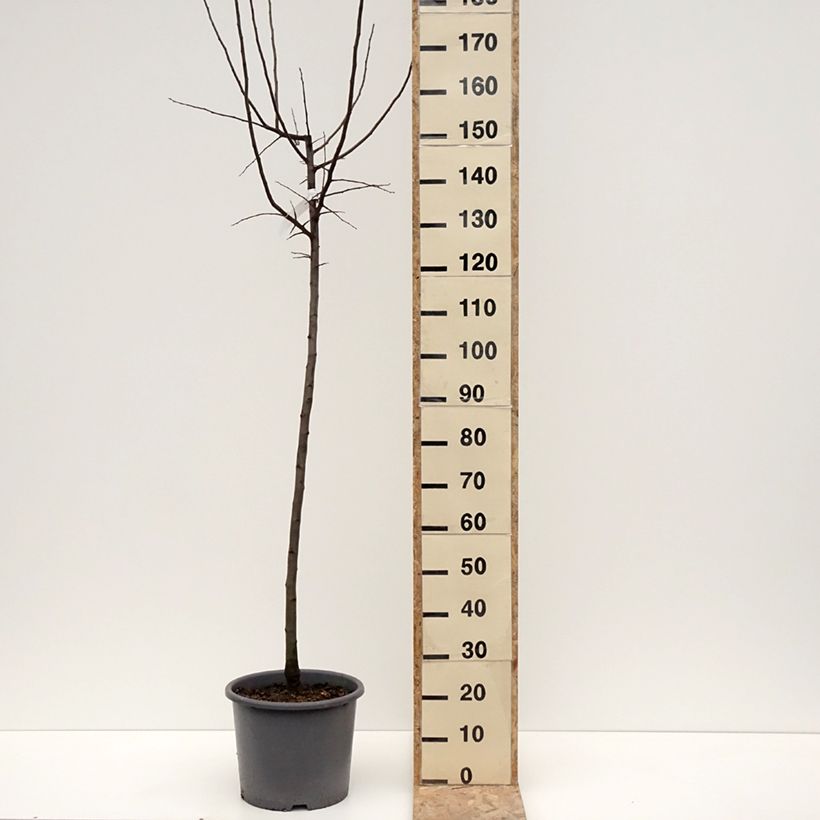 Example of Cognassier Aromatnaya - Cydonia oblonga Pot de 12L/15L as you get in hiver