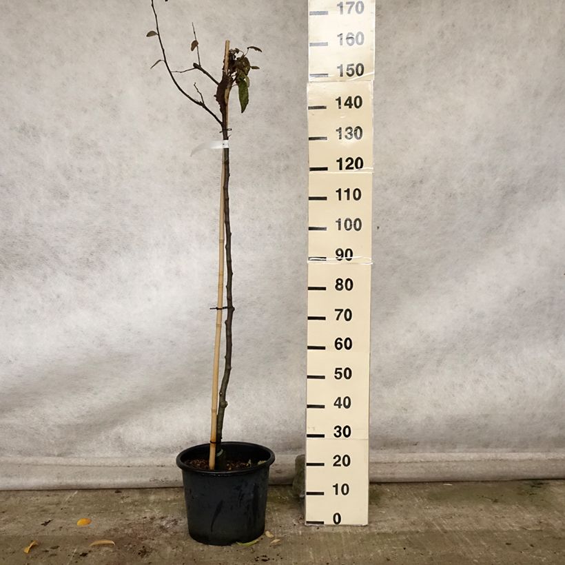 Example of Cognassier Champion Pot de 12L/15L, Demi-Tige as you get in automne