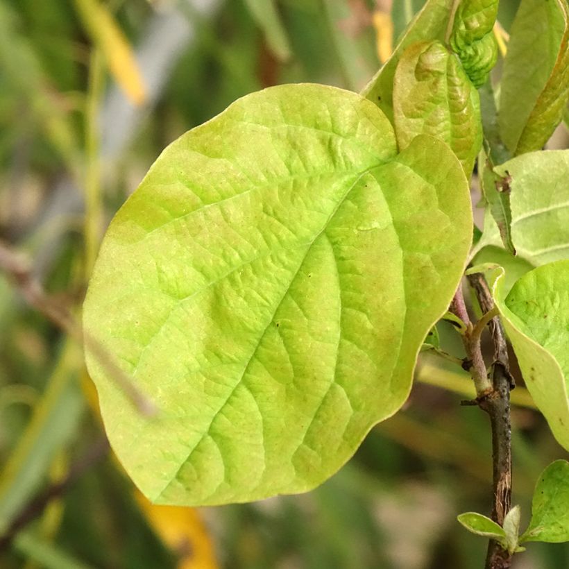 Cognassier commun - Cydonia oblonga Vranja (Foliage)