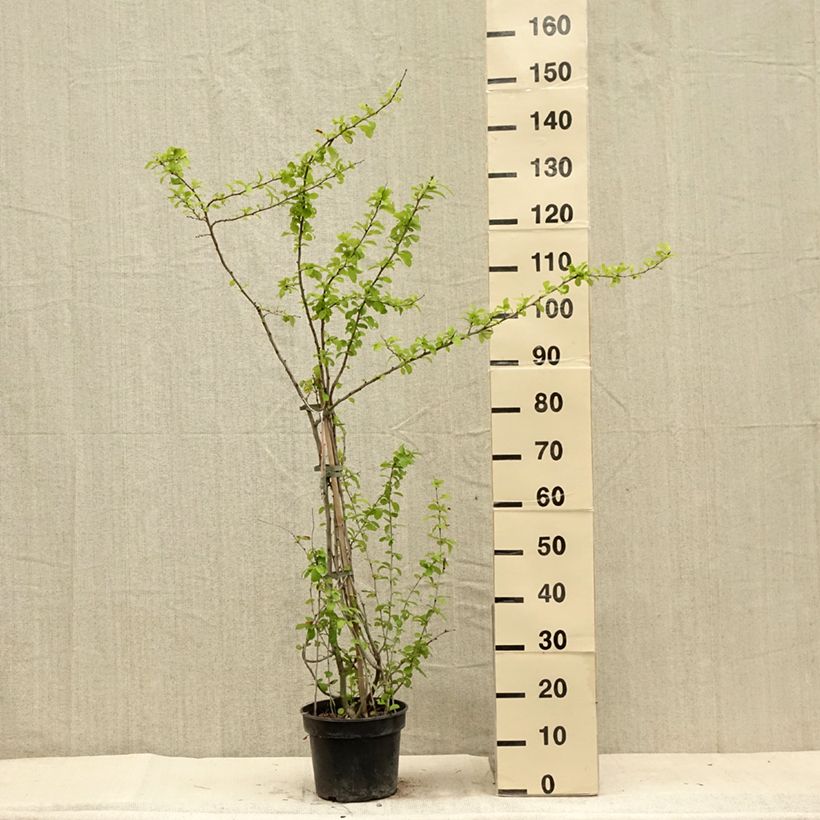 Example of Cognassier du Japon Cameo - Chaenomeles superba  Pot de 3L/4L as you get in ete