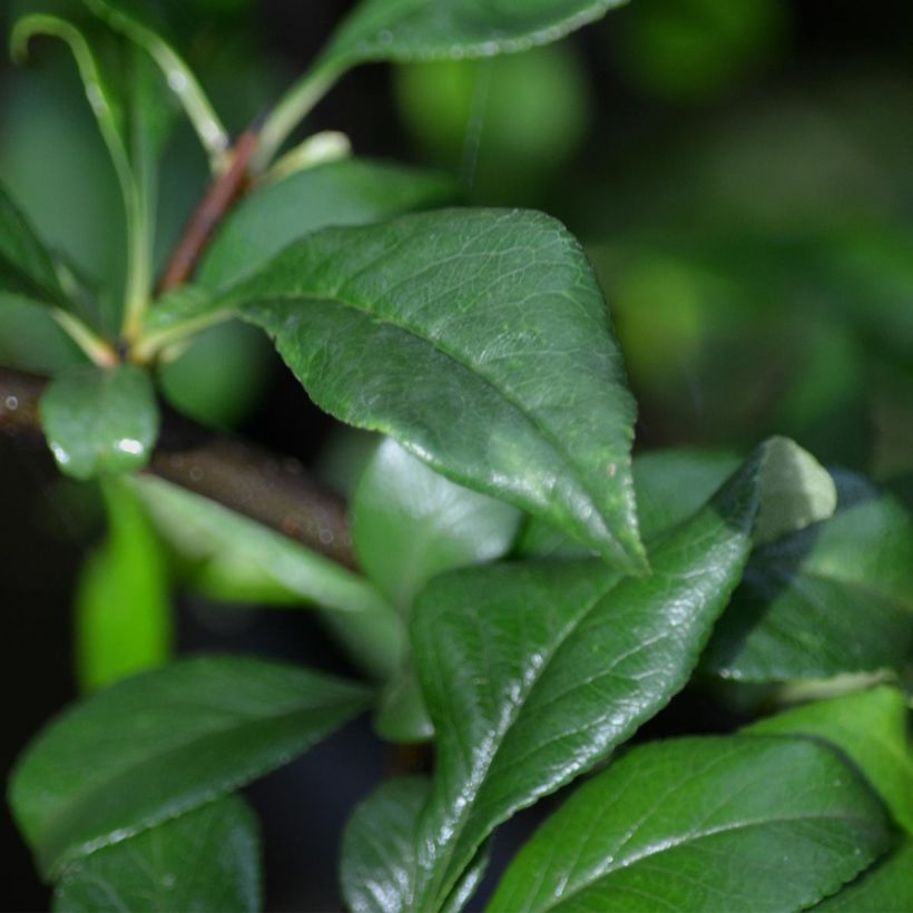 Cognassier du Japon Fire dance - Chaenomeles × superba  (Foliage)