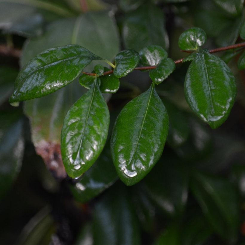 Cognassier du Japon Hot Fire - Chaenomeles speciosa  (Foliage)