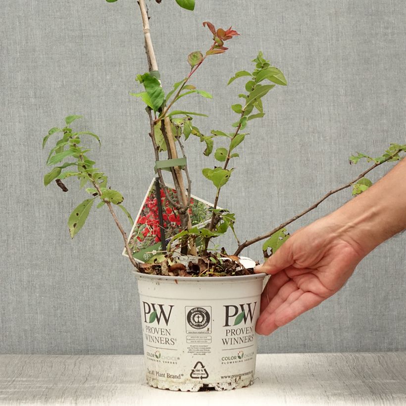 Example of Cognassier du Japon - Chaenomeles speciosa Mango Storm Pot de 3L/4L as you get in ete