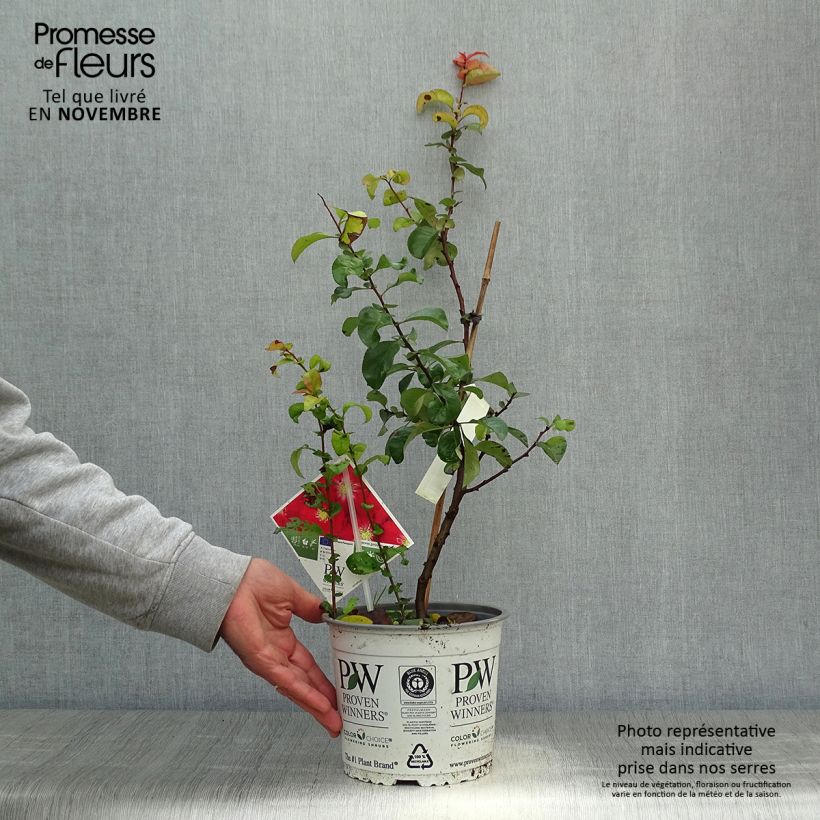 Example of Cognassier du Japon - Chaenomeles speciosa Scarlet Storm   Pot de 3L/4L as you get in automne