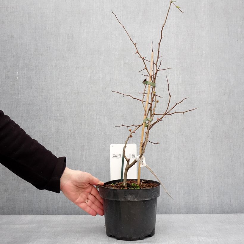 Example of Cognassier du Japon Toyo-Nishiki - Chaenomeles speciosa Pot de 2L/3L as you get in hiver