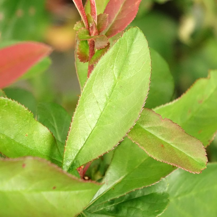 Cognassier du Japon Toyo-Nishiki - Chaenomeles speciosa (Foliage)