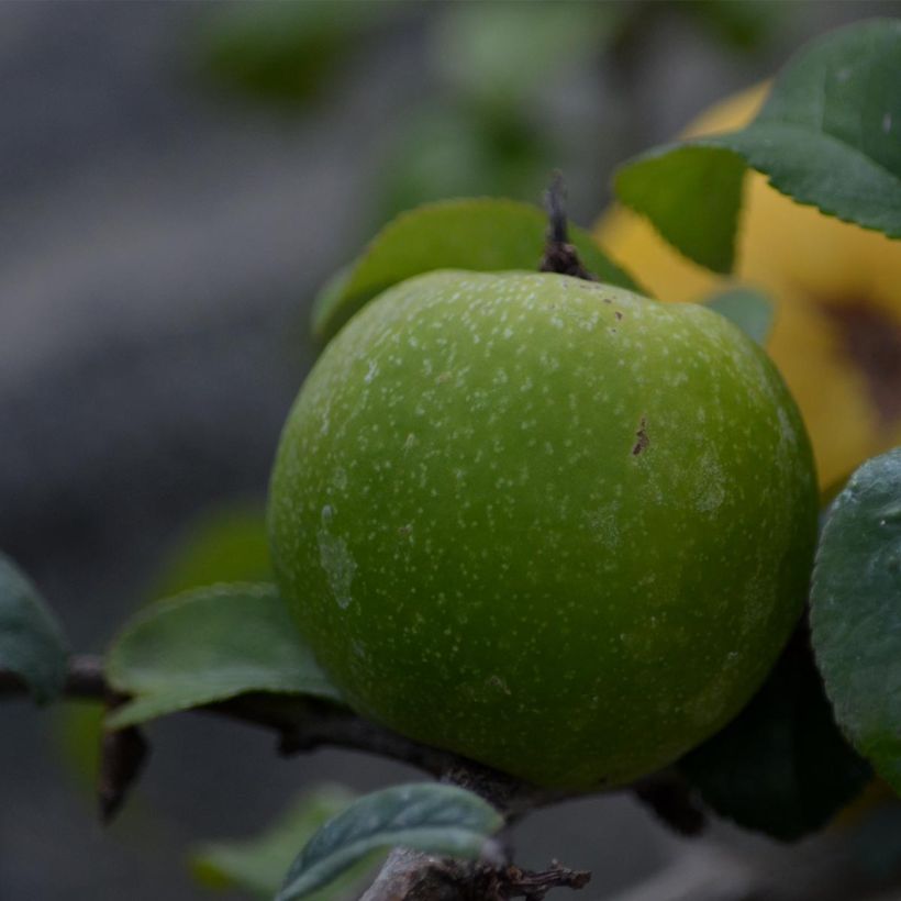 Cognassier du Japon Pink Lady - Chaenomeles superba  (Harvest)