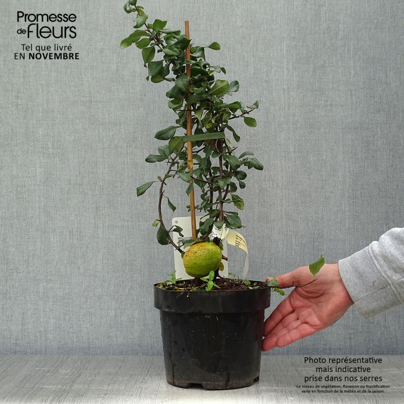 Example of Cognassier du Japon - Chaenomeles x superba Elly Mossel Pot de 2L/3L as you get in automne