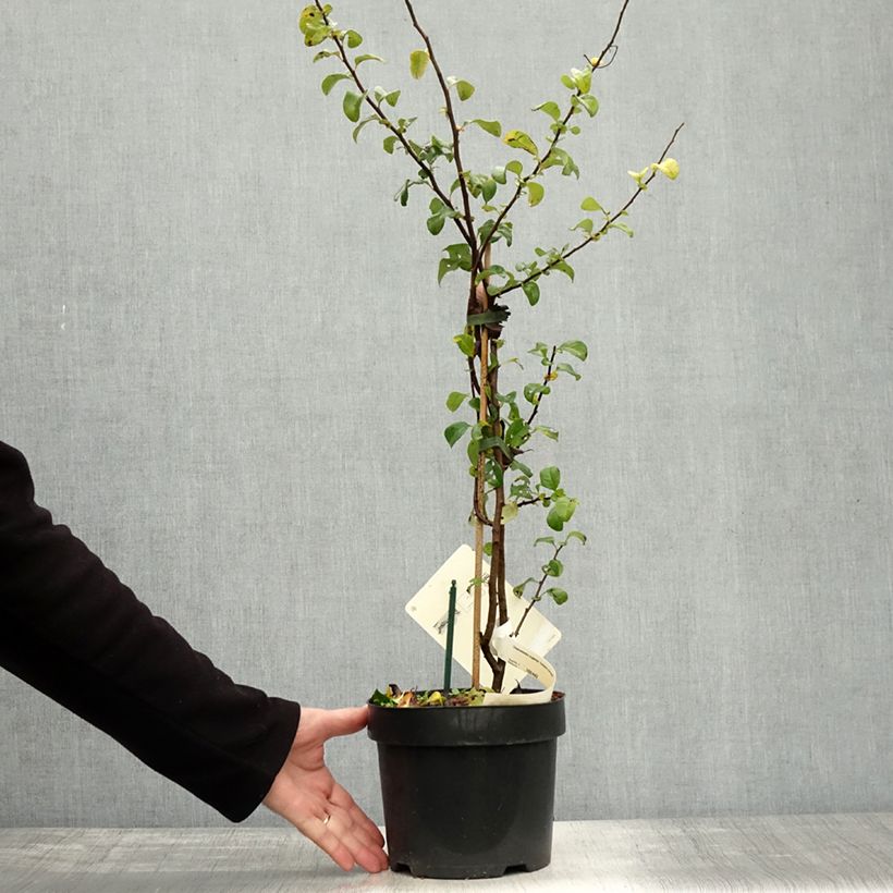Example of Cognassier du Japon - Chaenomeles x superba Salmon Horizon Pot de 2L/3L as you get in automne