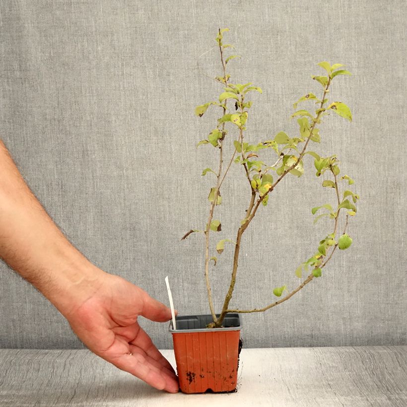 Example of Cognassier du Japon - Chaenomeles x superba Salmon Horizon Godet de 8/9 cm as you get in ete