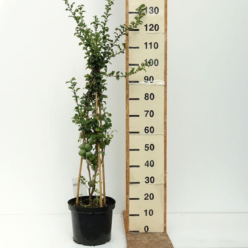 Example of Cognassier du Japon - Chaenomeles x superba Salmon Horizon Pot de 7,5L/10L as you get in ete