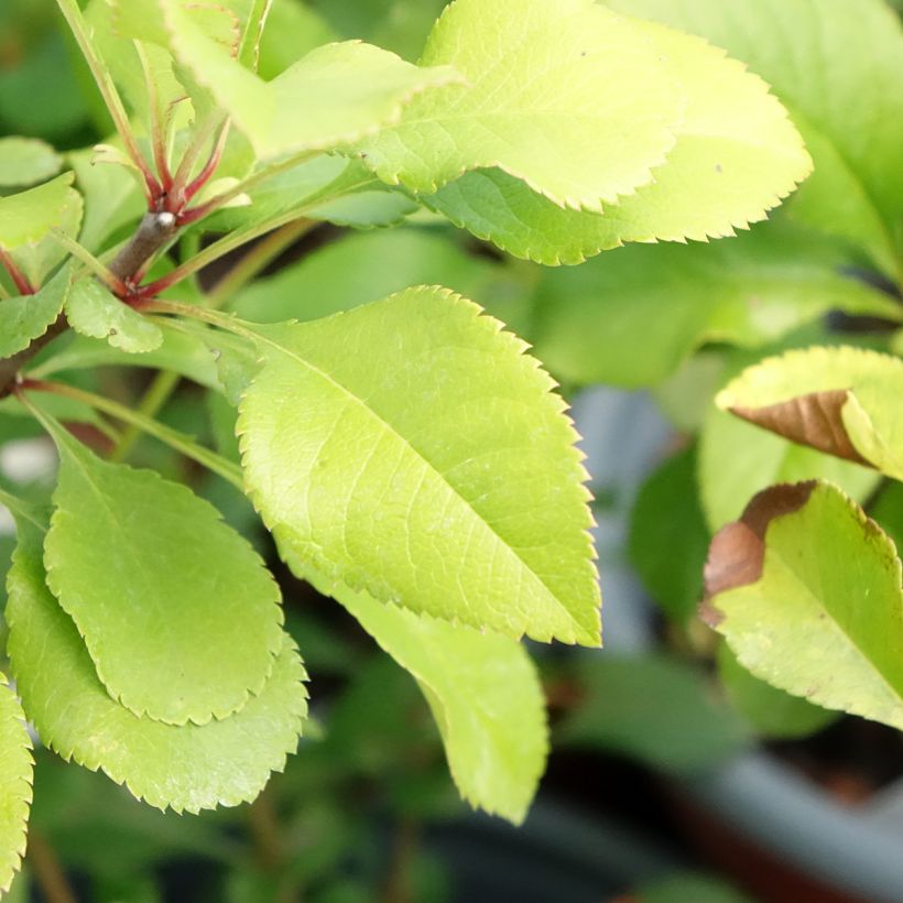 Cognassier du Japon Cido - Chaenomeles japonica (Foliage)