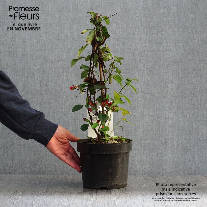 Example of Cognassier du Japon Clementine - Chaenomeles superba Pot de 3L/4L as you get in automne