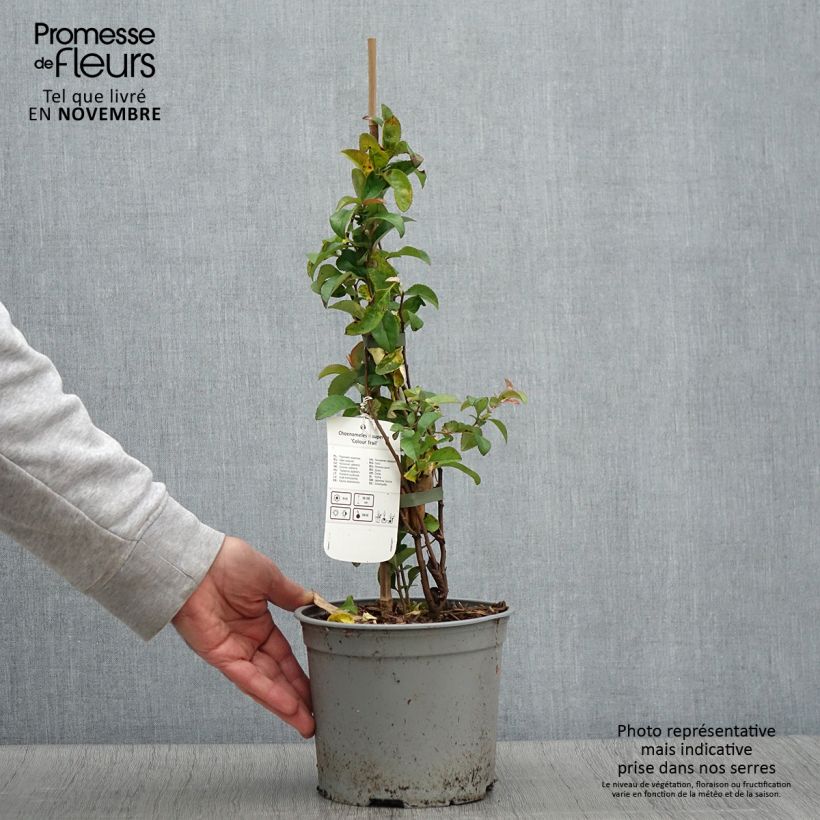 Example of Cognassier du Japon Colour Trail - Chaenomeles x superba  Pot de 3L/4L as you get in automne