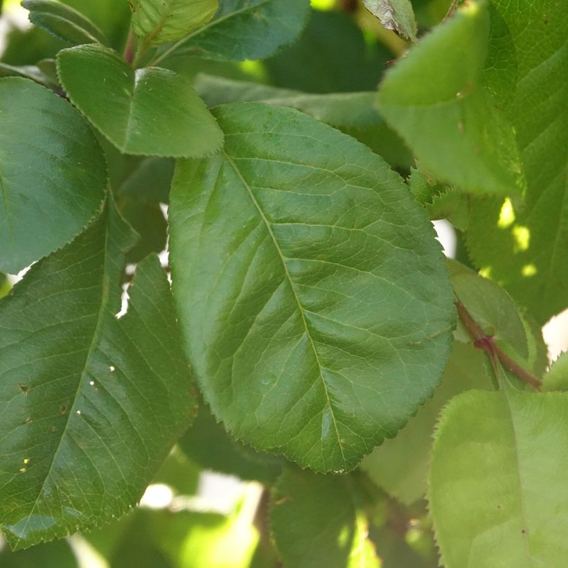 Cognassier du Japon Crimson and Gold - Chaenomeles superba (Foliage)
