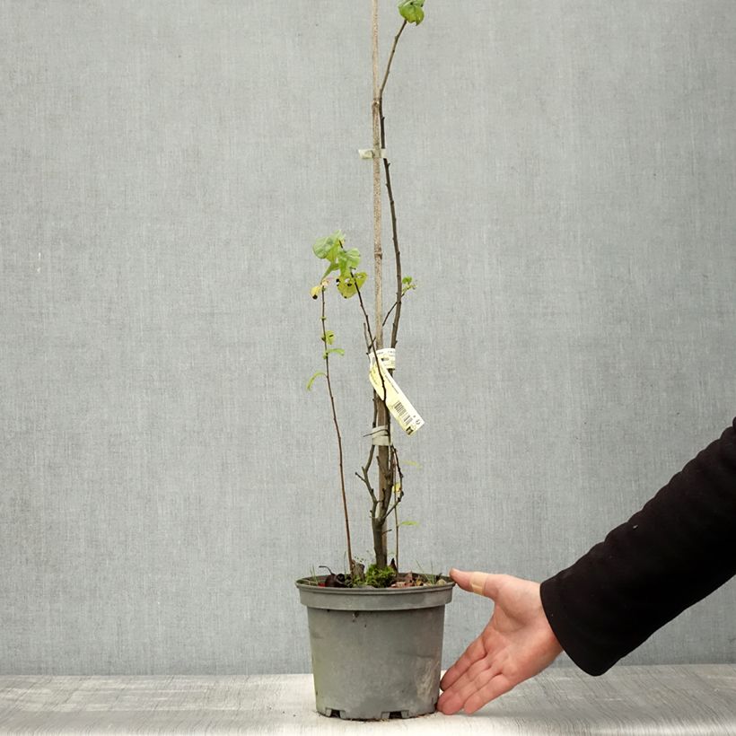 Example of Cognassier du Japon Falconnet Charlet - Chaenomeles speciosa Pot de 2L/3L as you get in automne