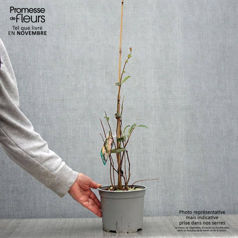 Example of Cognassier du Japon Flocon Rose - Chaenomeles speciosa Pot de 3L/4L as you get in automne