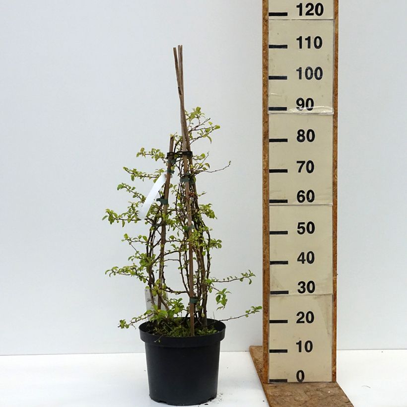 Example of Cognassier du Japon Jet Trail - Chaenomeles superba  Pot de 7,5L/10L as you get in ete