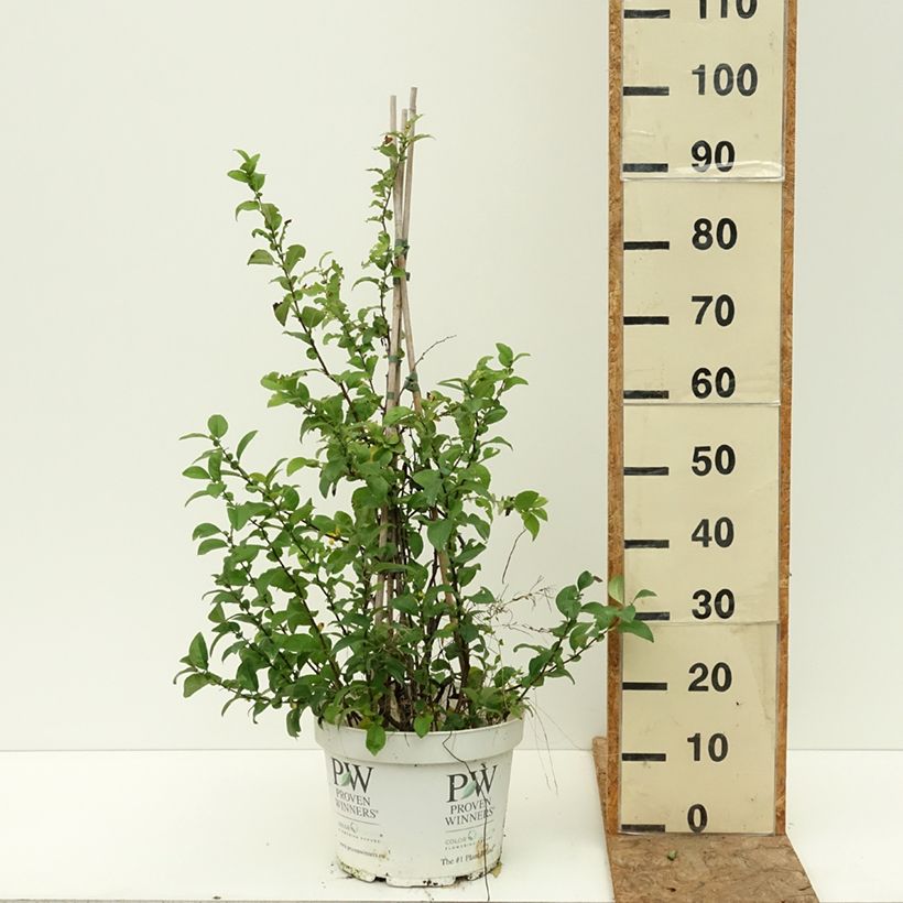 Example of Cognassier du Japon Pink Lady - Chaenomeles superba  Pot de 7,5L/10L as you get in ete