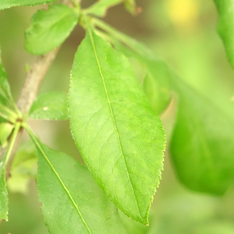 Cognassier du Japon Yukigoten  - Chaenomeles speciosa (Foliage)