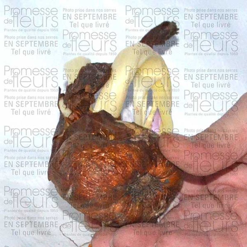 Example of Colchique Hybride The Giant as you get