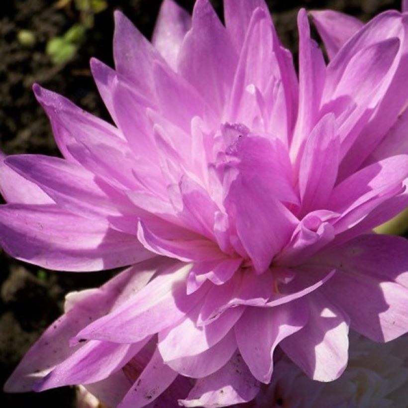 Colchique hybride Waterlily (Flowering)