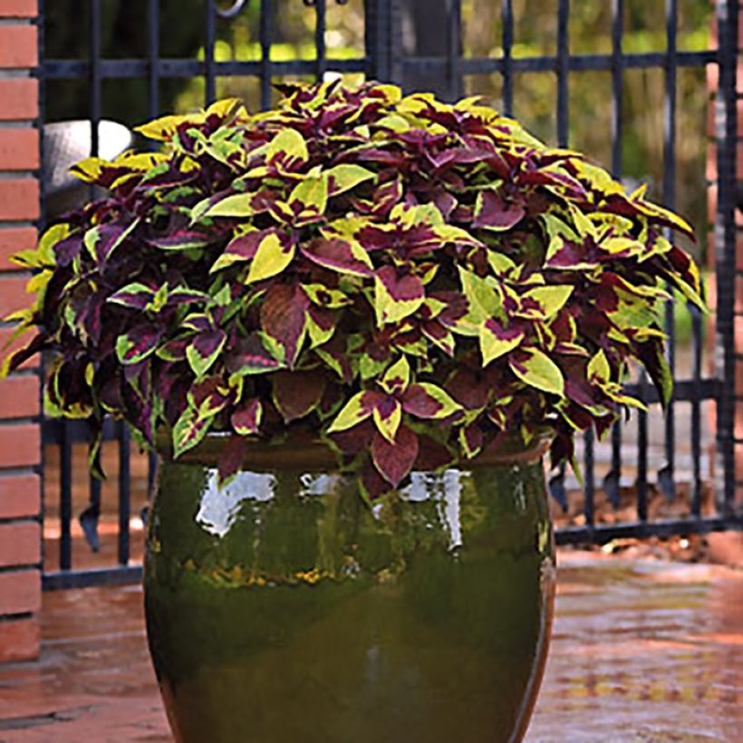 Coleus Pineapple Surprise (Plant habit)