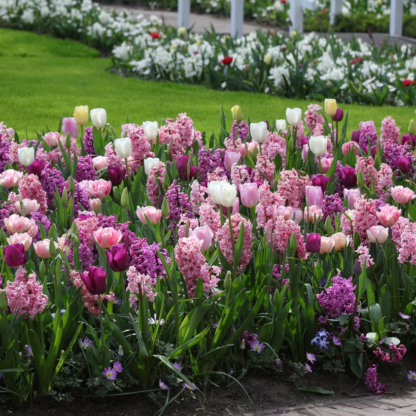 Collection Harmonie romantique (Plant habit)