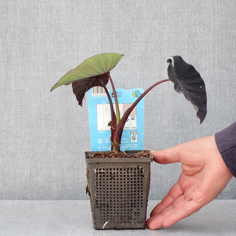 Example of Colocasia Black magic - Oreille d'Eléphant  Godet de 8/9 cm as you get in printemps