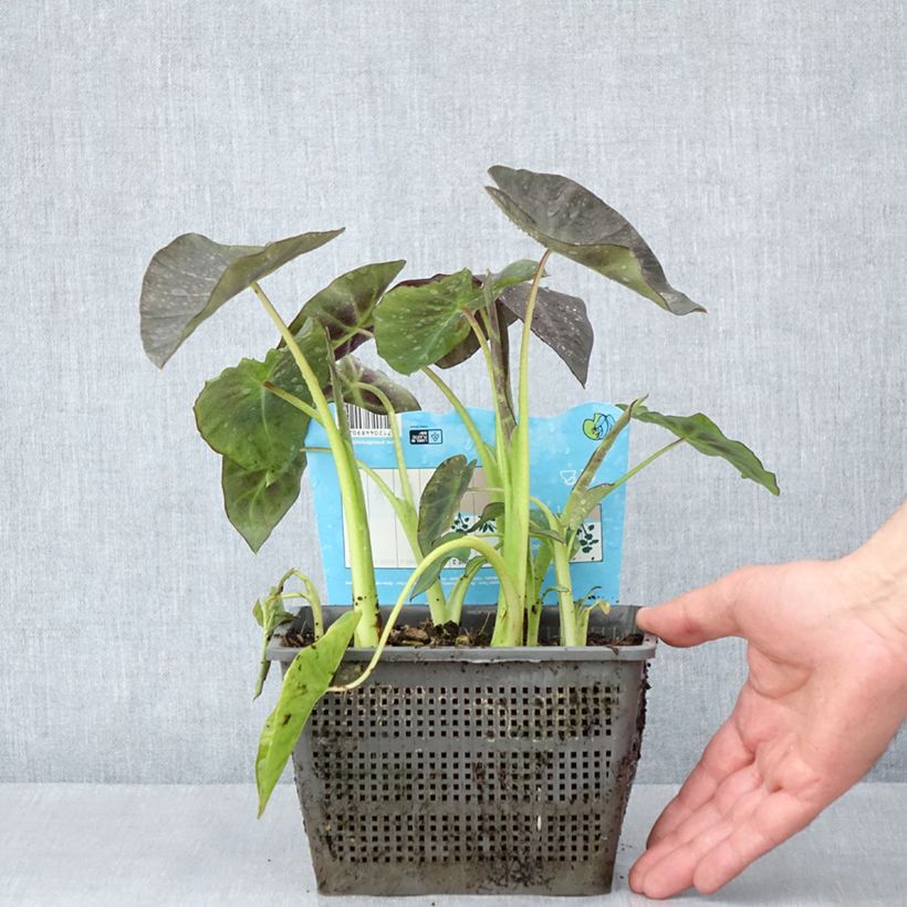 Example of Colocasia esculenta - Oreille d'éléphant - Taro Pot de 4L/5L as you get in printemps