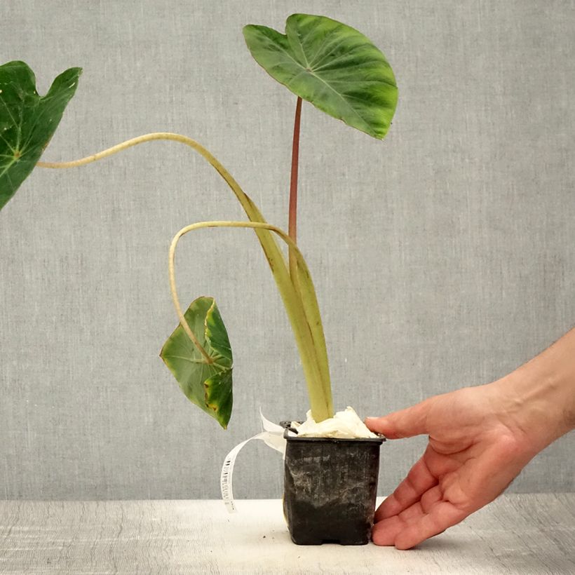 Example of Colocasia Pink China - Oreille d'Eléphant Godet de 8/9 cm as you get in ete