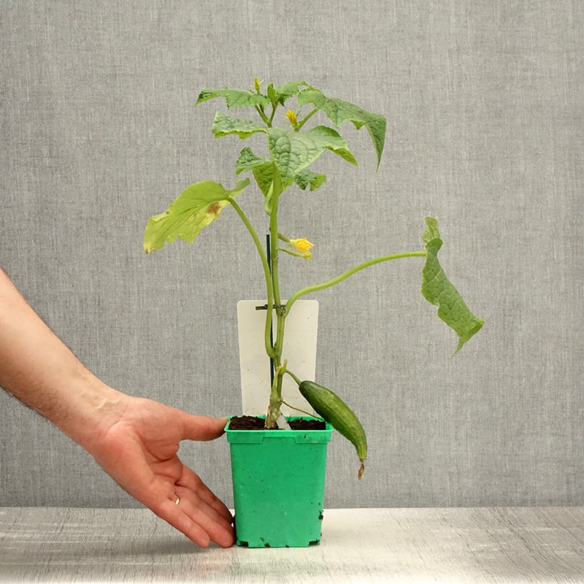 Example of Concombre Bella en plants GREFFES en pot  Pot de 10 cm/11cm as you get in printemps